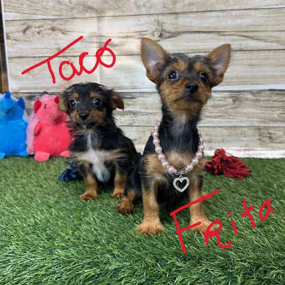 Female Chorkie Puppy for Sale in Saugus, MA