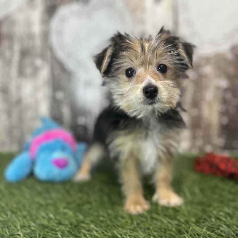 Male Morkie Puppy for Sale in Saugus, MA