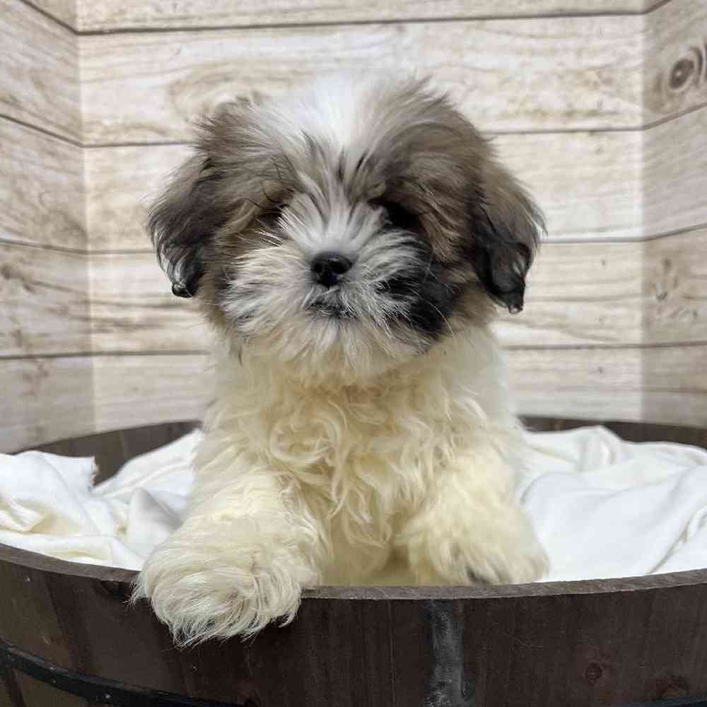 Male Lhasa Apso Puppy for Sale in Saugus, MA