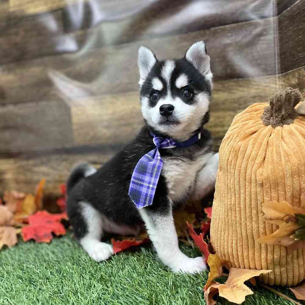 Male Alaskan Klee Kai Puppy for Sale in Braintree, MA