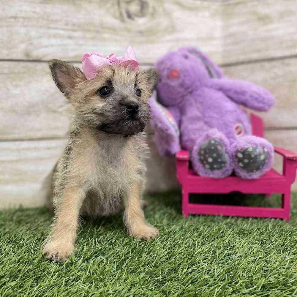 Female Cairn Terrier Puppy for Sale in Braintree, MA