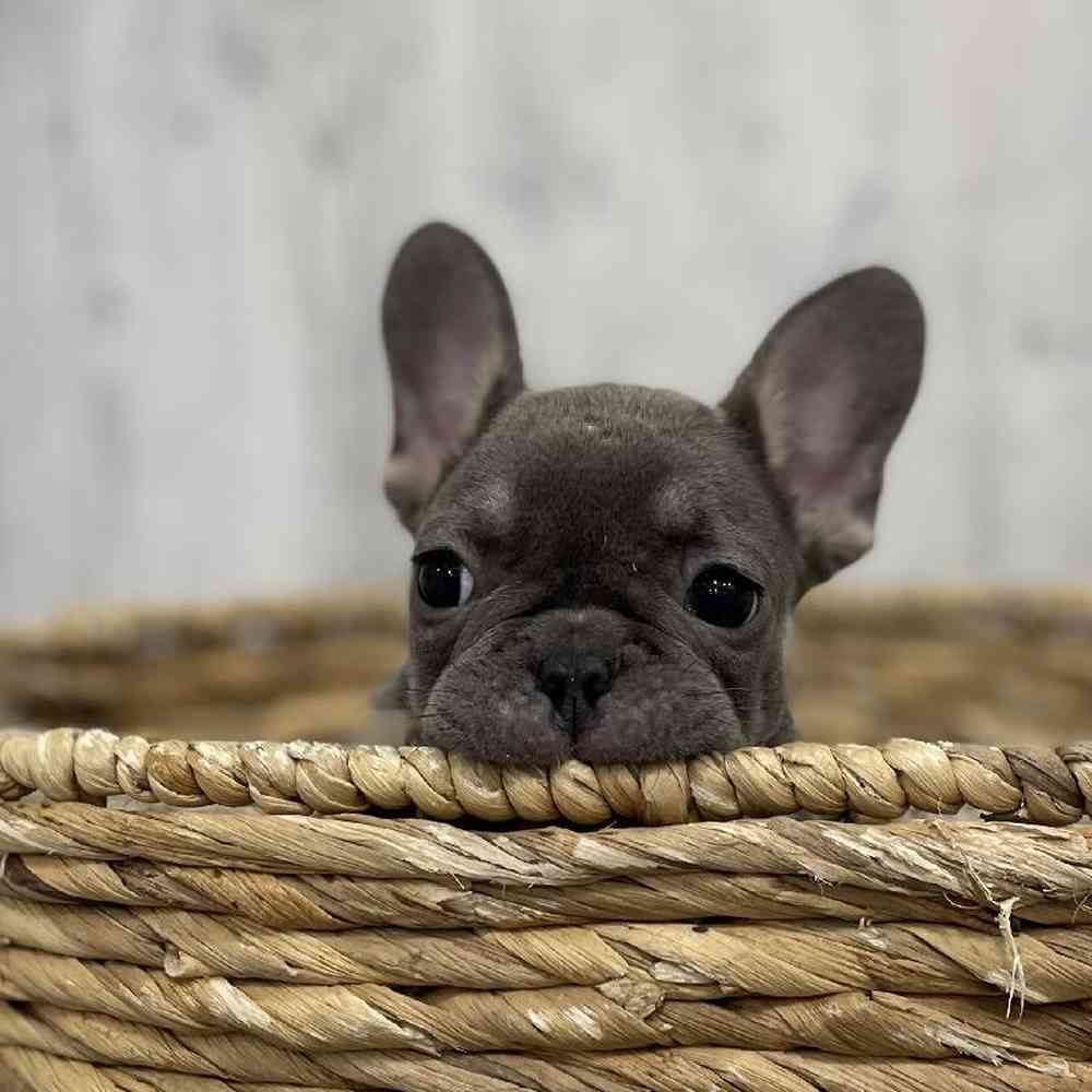 Female French Bulldog Puppy for Sale in Braintree, MA