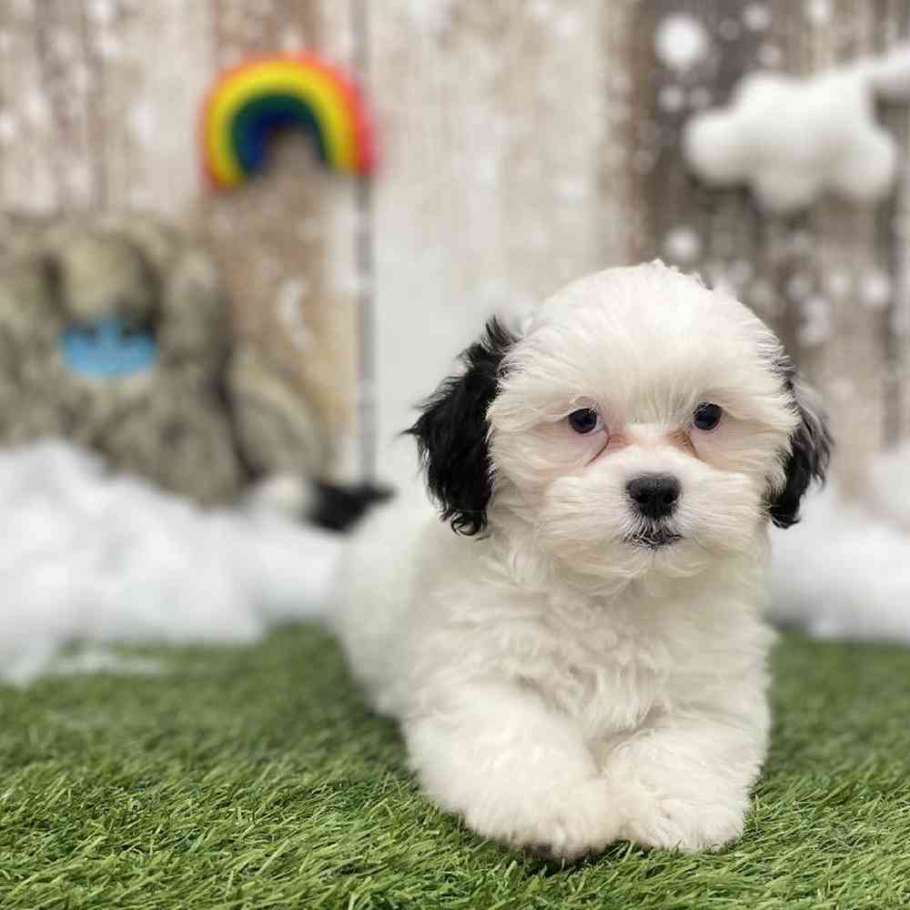 Male Shih-Poo Puppy for Sale in Braintree, MA