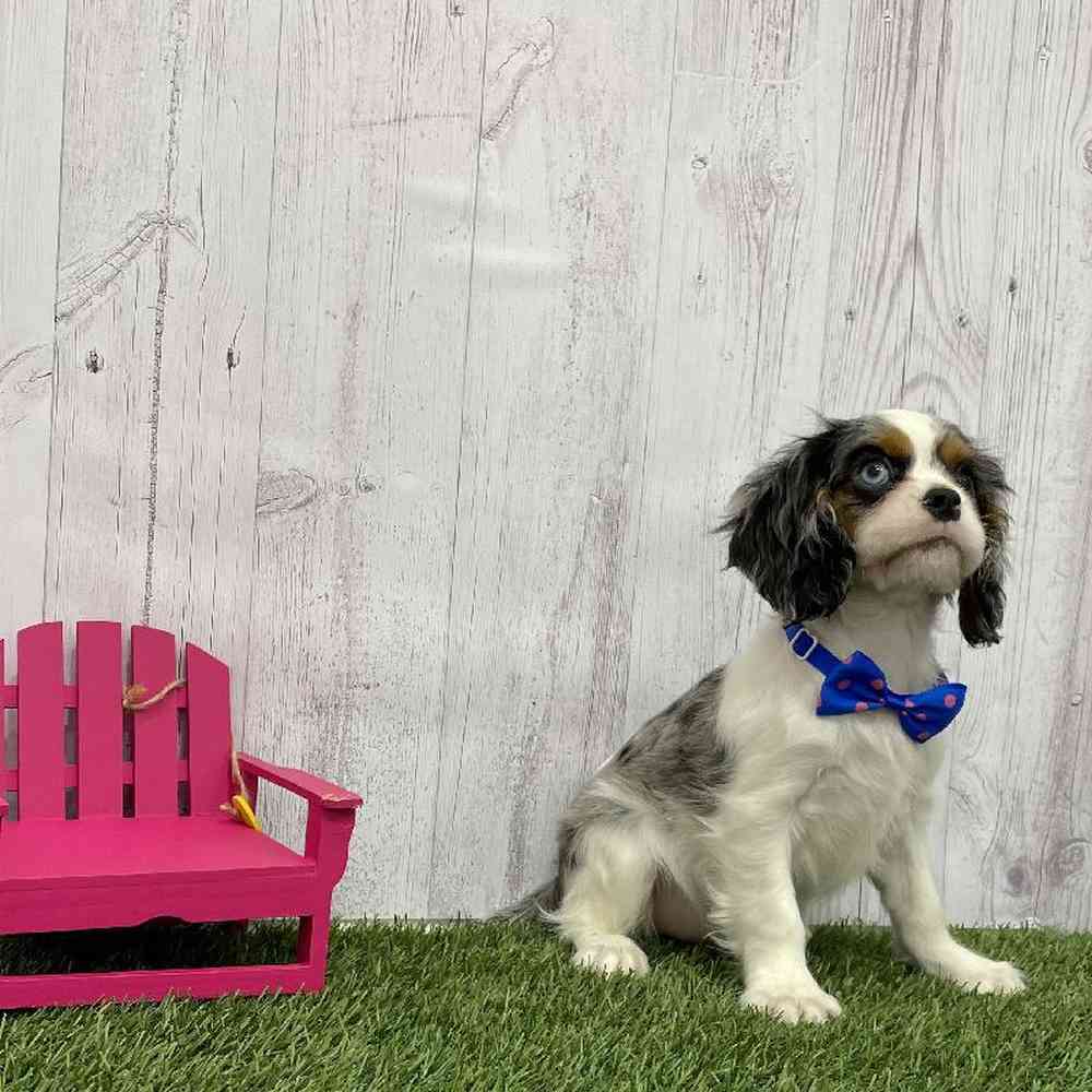Male Cavalier King Charles Spaniel Puppy for Sale in Braintree, MA