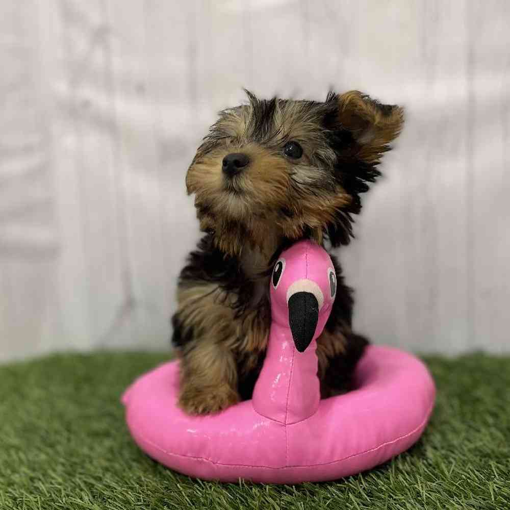 Male Yorkshire Terrier Puppy for Sale in Braintree, MA