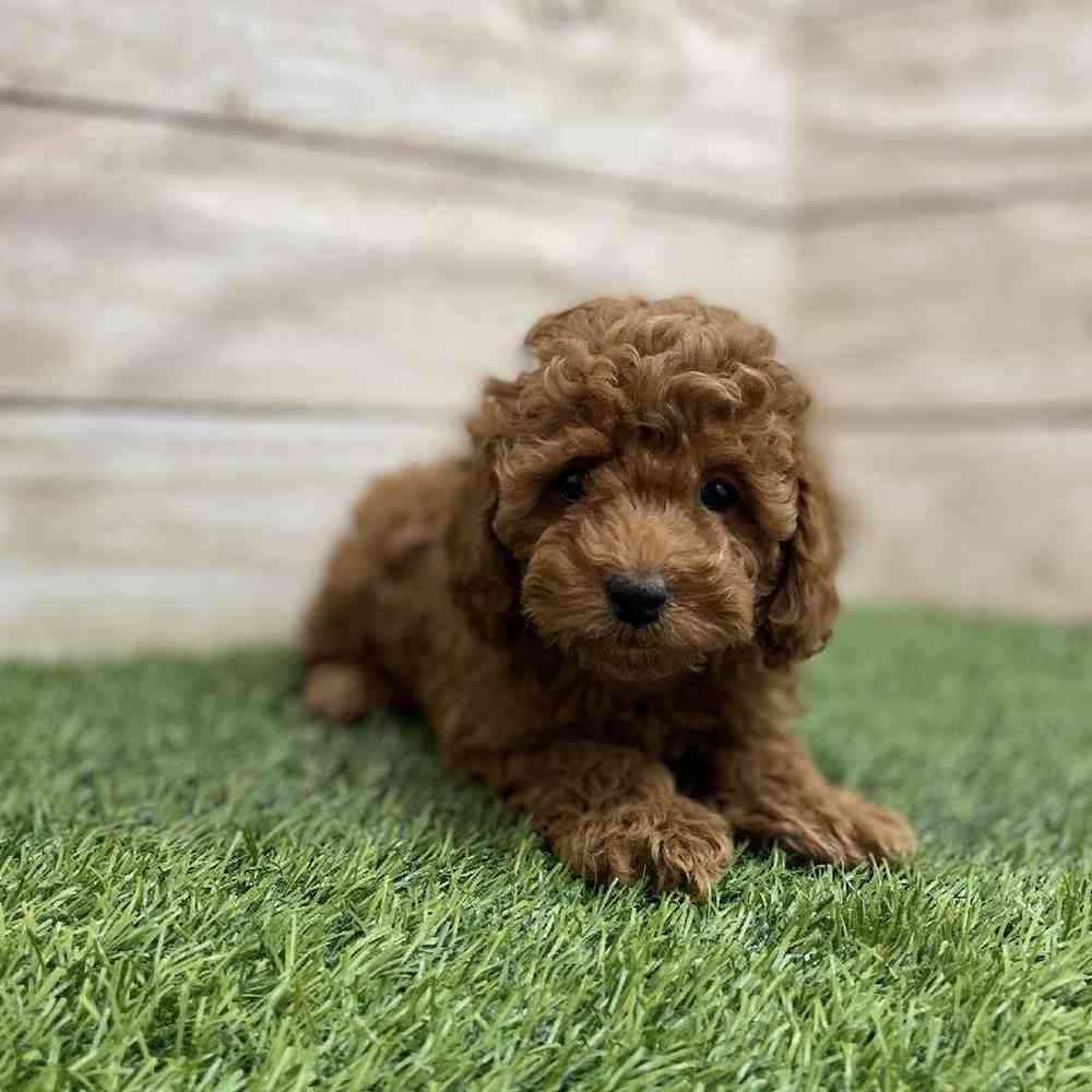 Female Cockapoo 2nd Gen Puppy for Sale in Braintree, MA