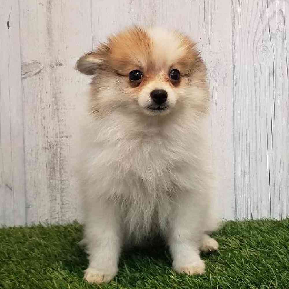 Female Pomeranian Puppy for sale