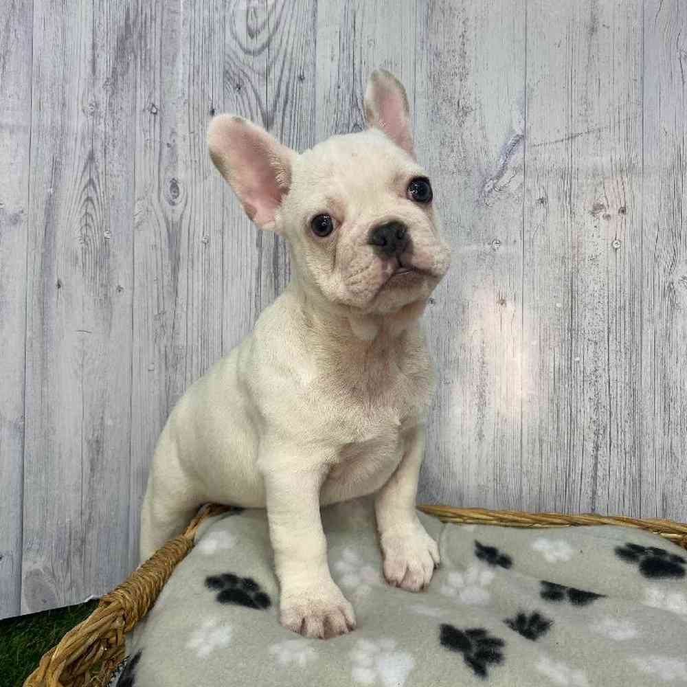 Male French Bulldog Puppy for Sale in Saugus, MA