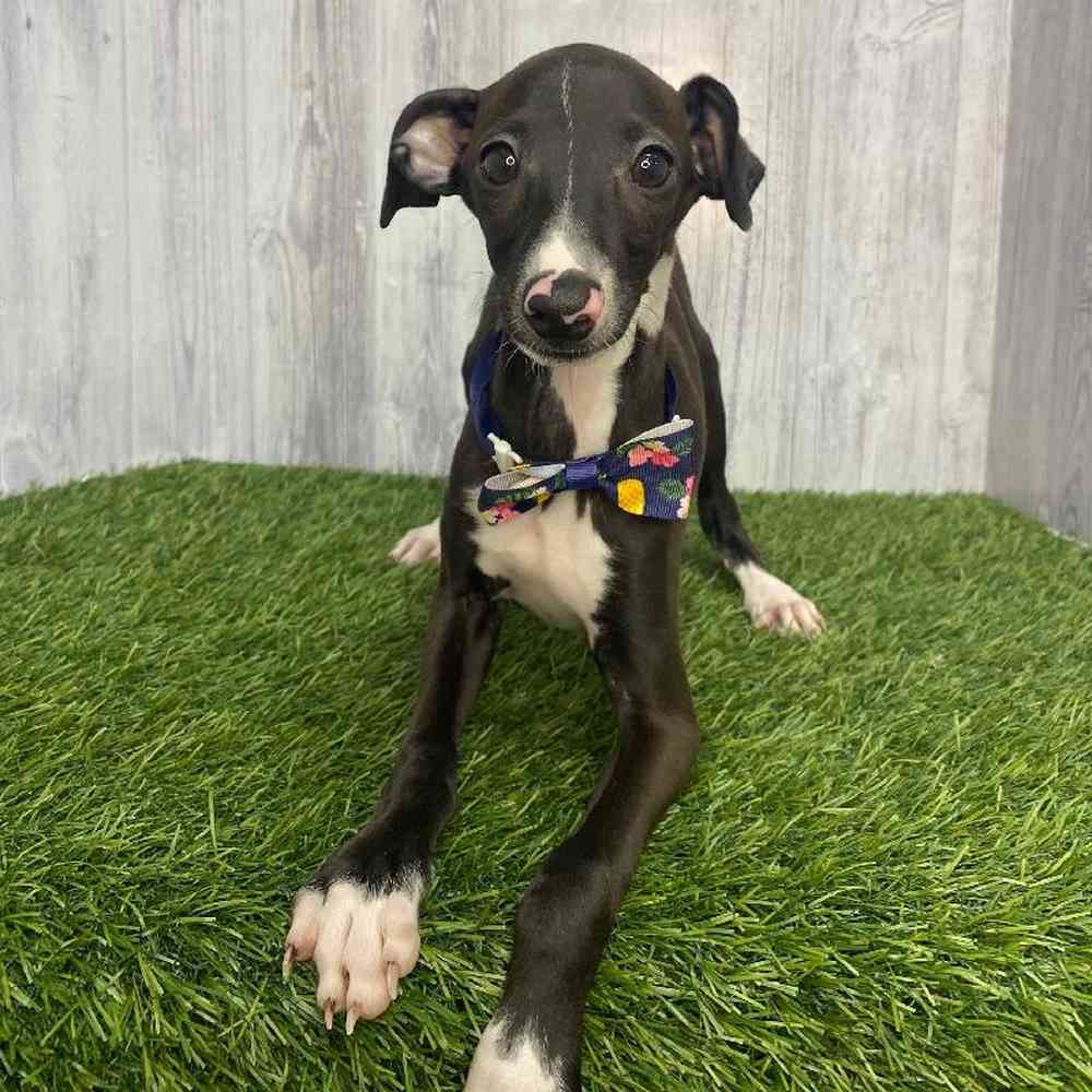 Male Italian Greyhound Puppy for Sale in Saugus, MA