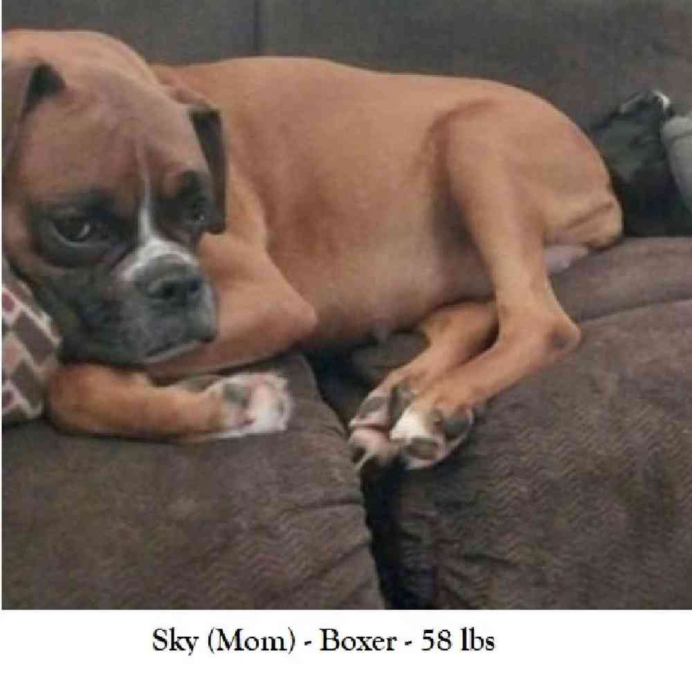 Male Boxer Puppy for Sale in Braintree, MA
