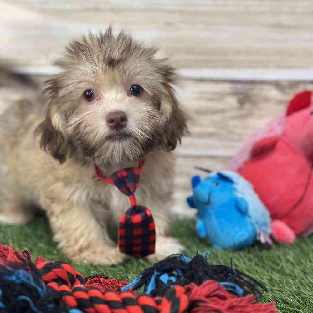 Male Havanese Puppy for Sale in Saugus, MA