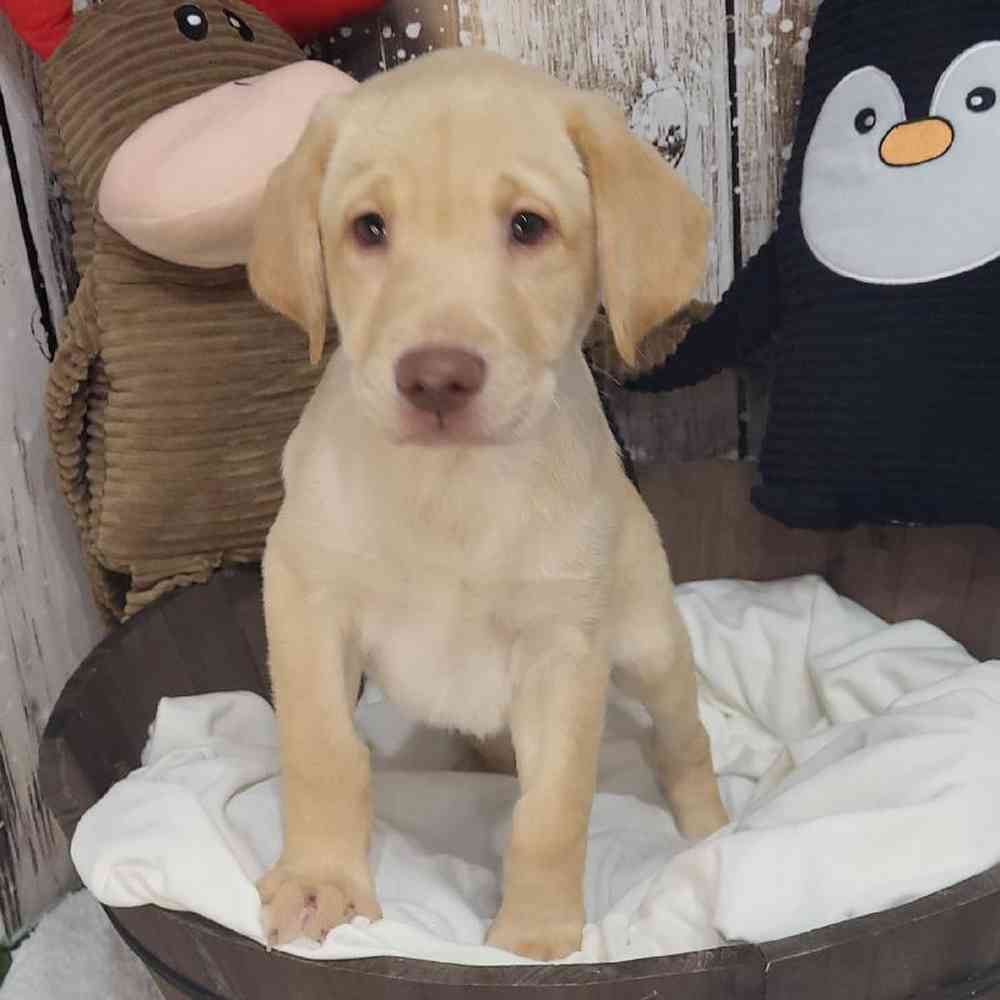 Male Labrador Retriever Puppy for Sale in Saugus, MA