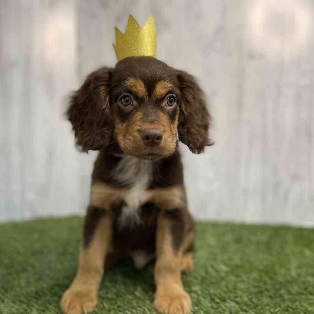 Male Cotralian (Mini Aussie/Cocker Spaniel) Puppy for sale
