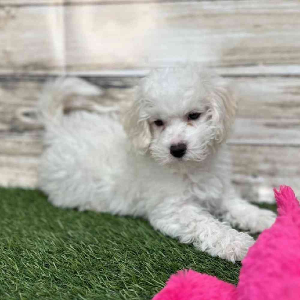 Female Cavachon Puppy for Sale in Saugus, MA