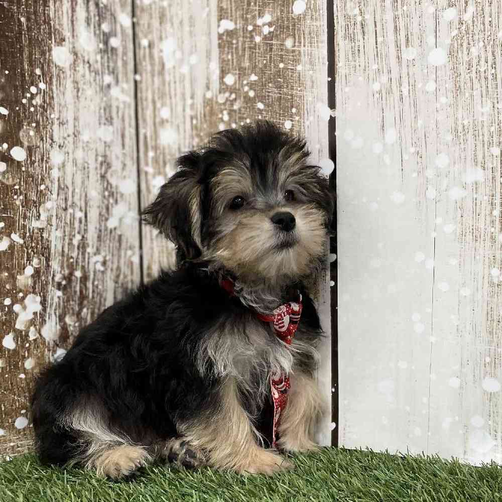 Male Morkie Puppy for Sale in Braintree, MA