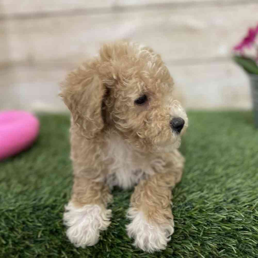 Male Poodle (MINI) Puppy for Sale in Braintree, MA