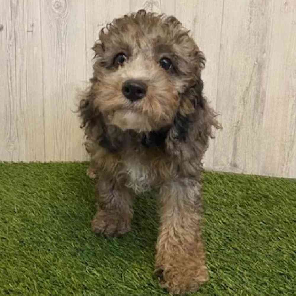 Female Cockapoo Puppy for sale