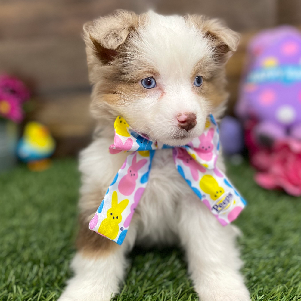 Female Miniature Australian Shepherd Puppy for Sale in Braintree, MA