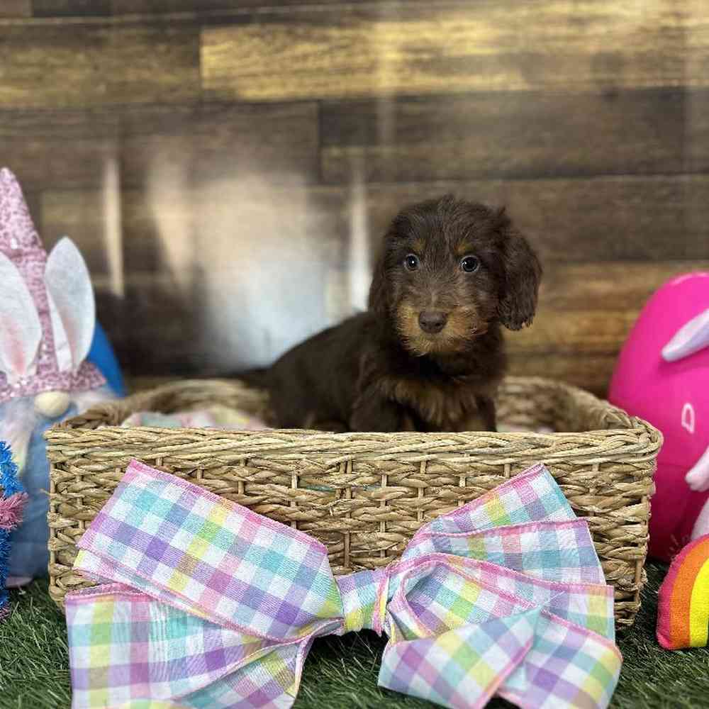 Male Dachshund Puppy for Sale in Saugus, MA