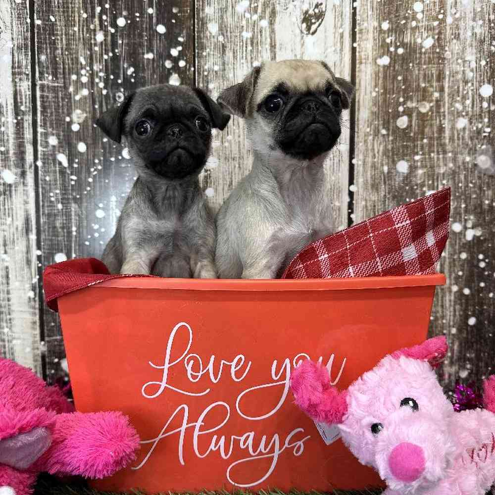 Female Pug Puppy for Sale in Saugus, MA