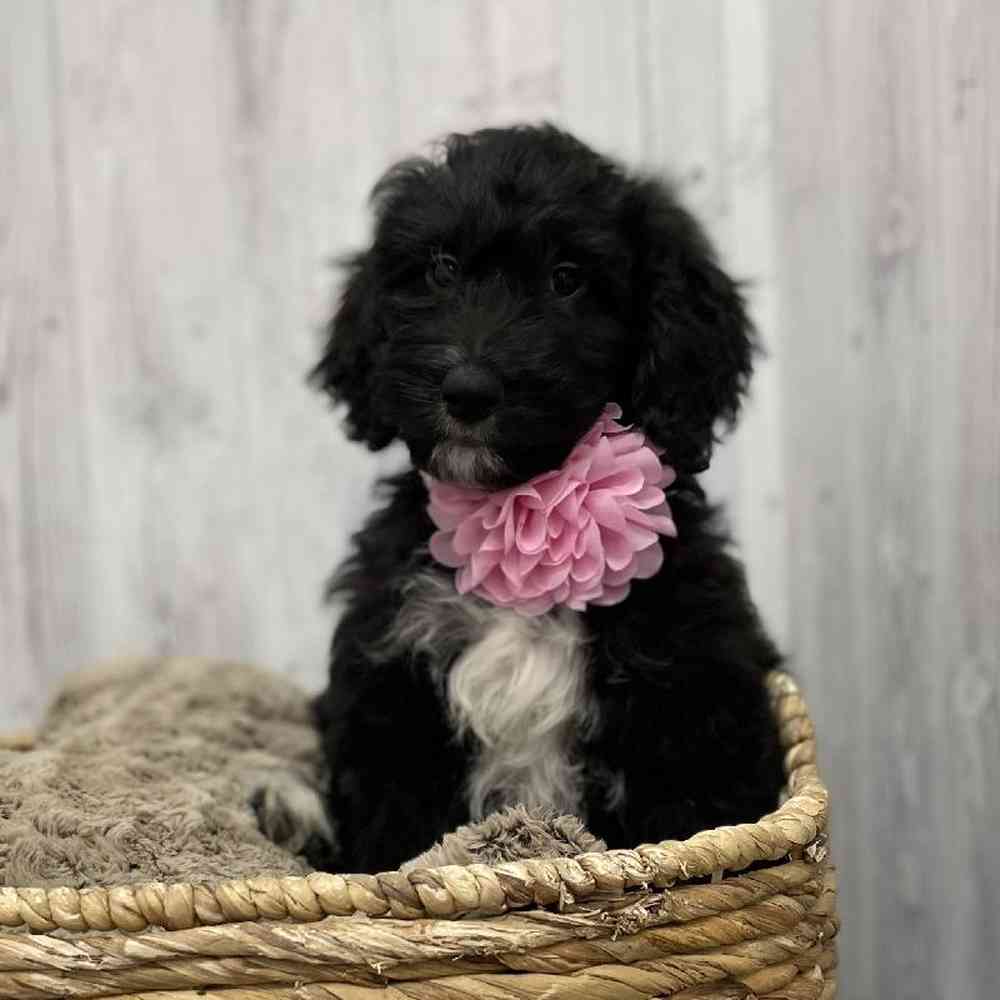 Female Moyen Goldendoodle Puppy for Sale in Braintree, MA