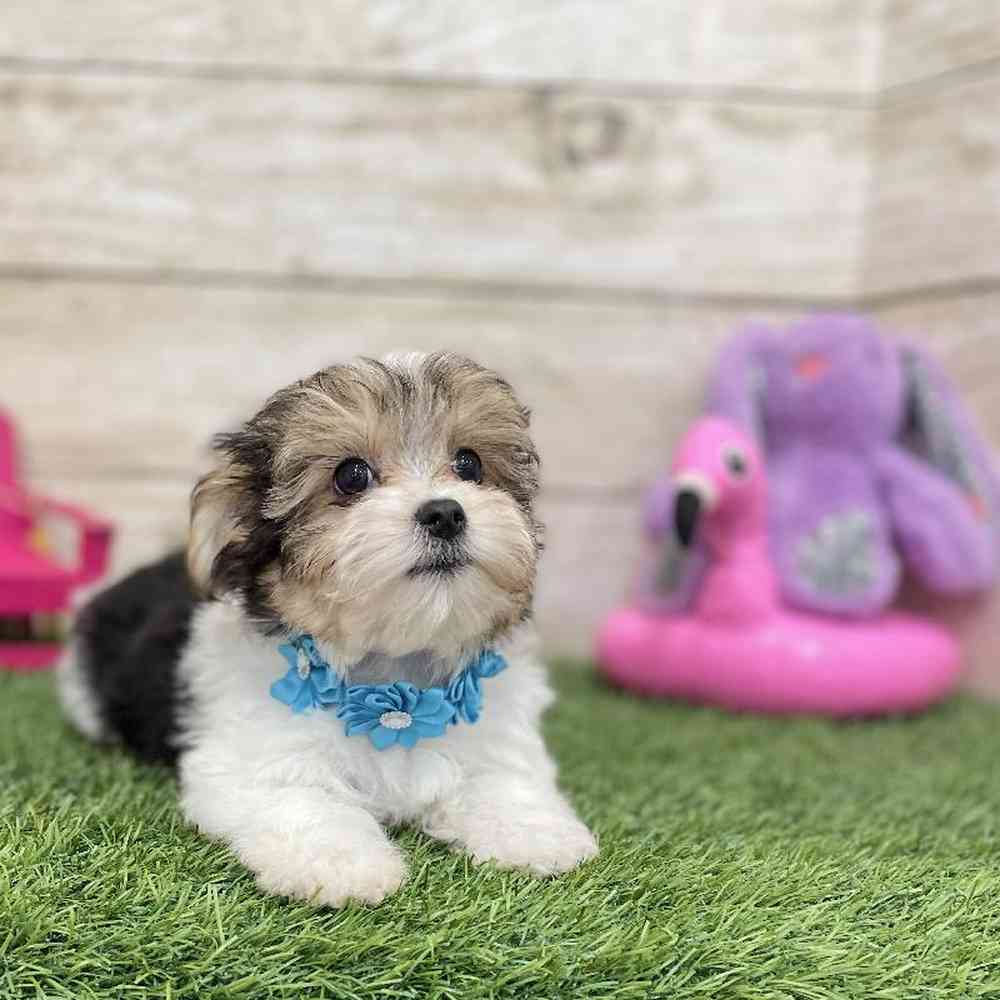 Female Morkie Puppy for Sale in Braintree, MA