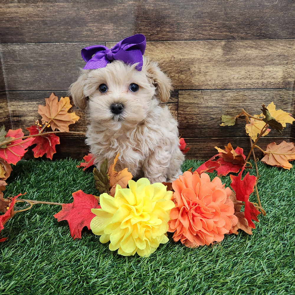 Female Malti-Poo Puppy for Sale in Braintree, MA