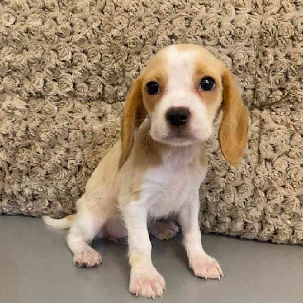 Female Beaglier Puppy for sale