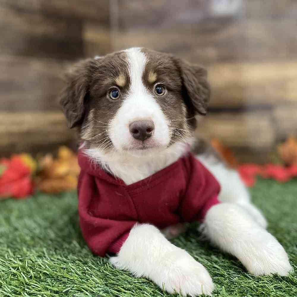 Male Miniature Australian Shepherd Puppy for Sale in Braintree, MA