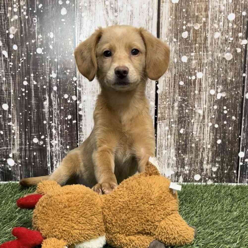 Female Mini Labradoodle 2nd Gen Puppy for Sale in Saugus, MA