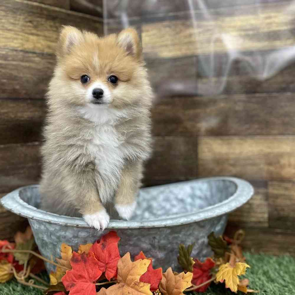 Female Pomeranian Puppy for Sale in Braintree, MA