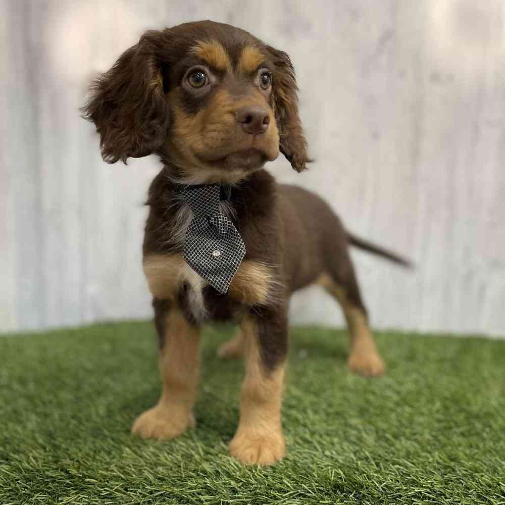 Male Cotralian (Mini Aussie/Cocker Spaniel) Puppy for sale