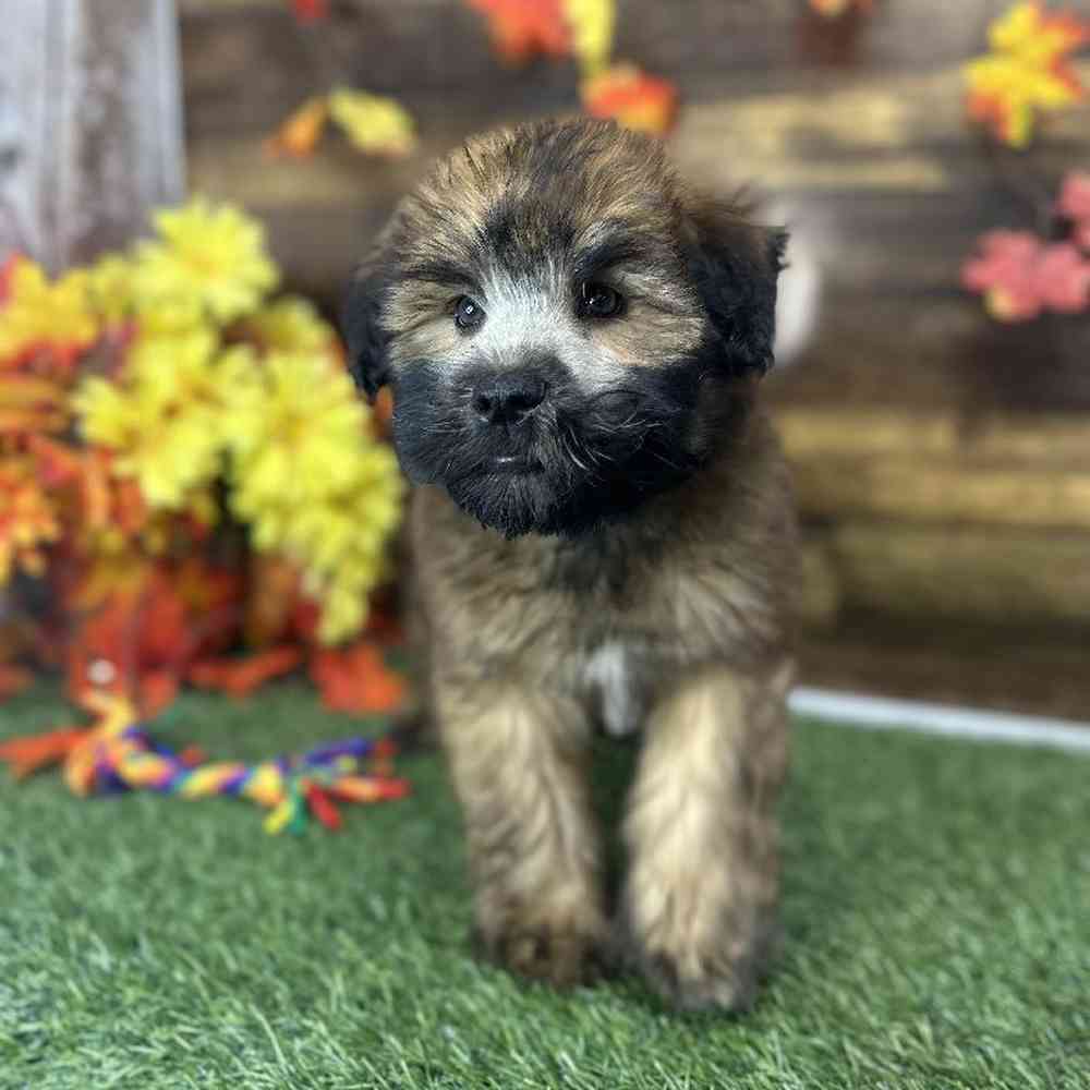 Male Soft Coated Wheaten Terrier Puppy for Sale in Saugus, MA