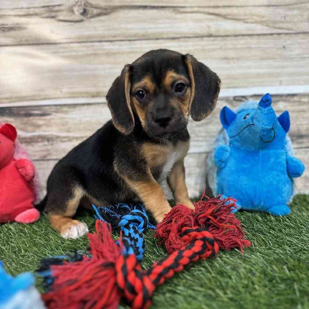 Male Puggle Puppy for Sale in Saugus, MA