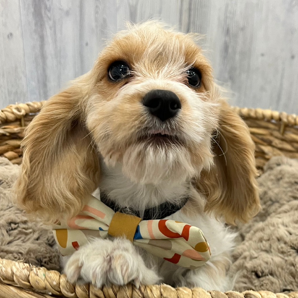 Male Cavachon Puppy for Sale in Braintree, MA