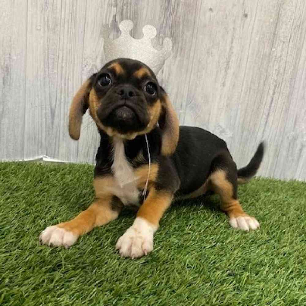 Female Puggle Puppy for Sale in Braintree, MA