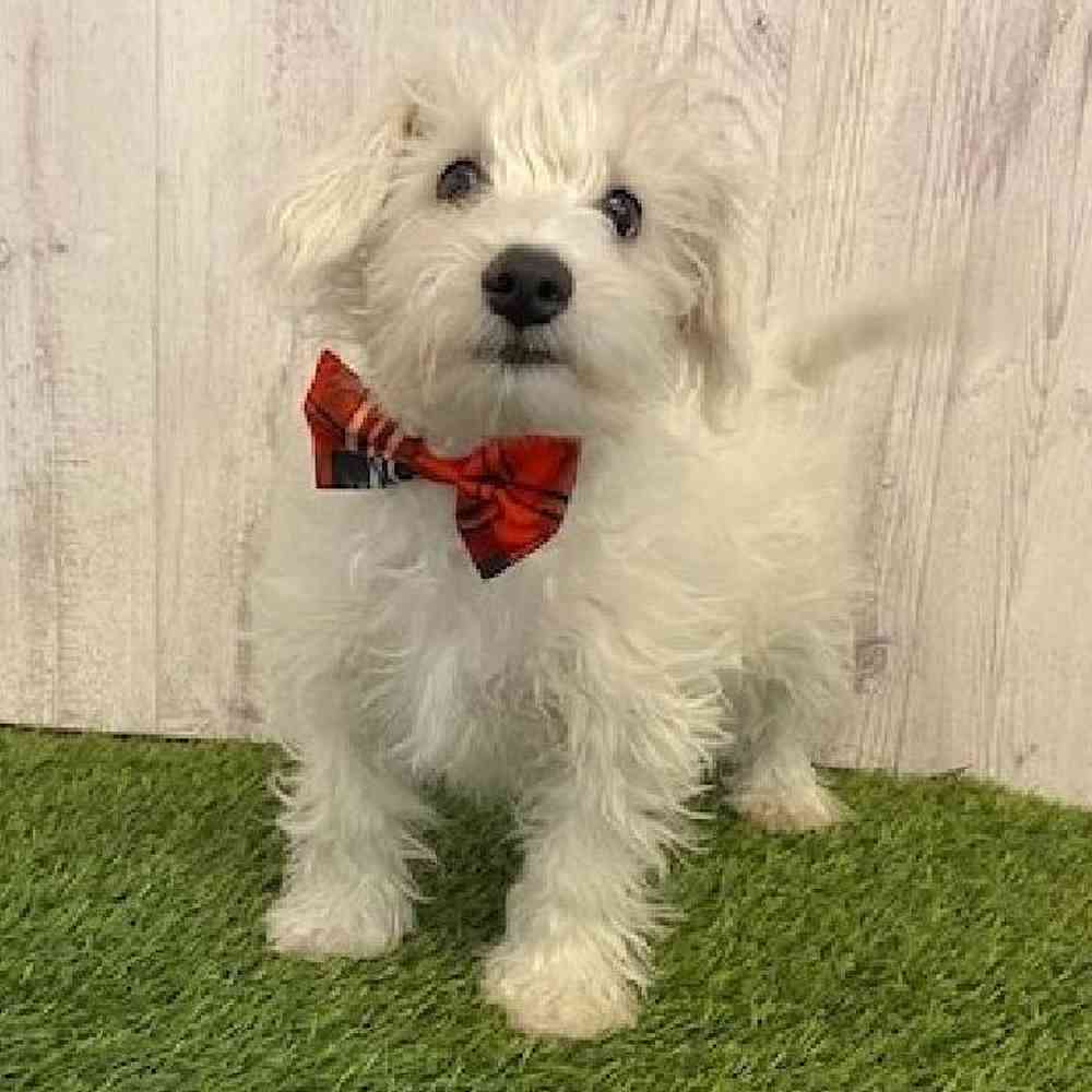 Male Chonzer (Bichon/Min Schnauzer) Puppy for Sale in Saugus, MA