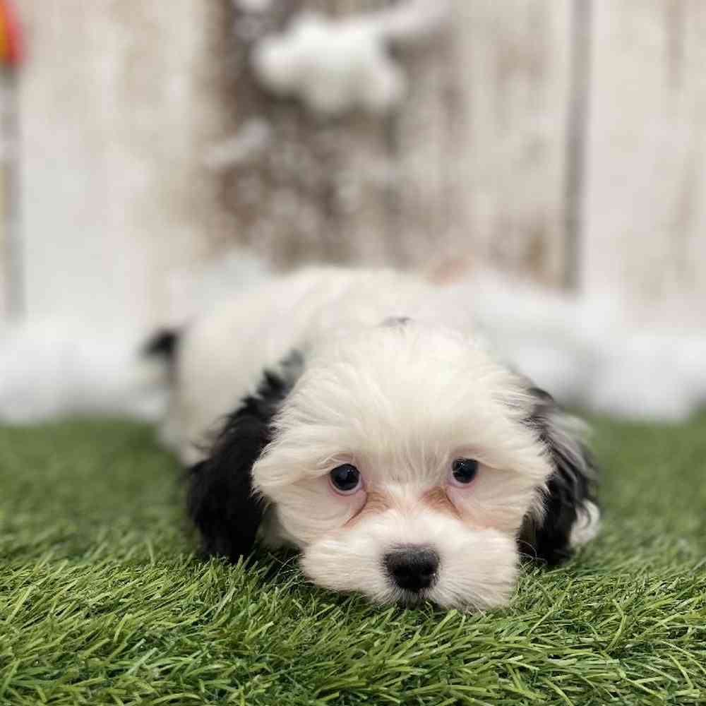 Male Shih-Poo Puppy for Sale in Braintree, MA