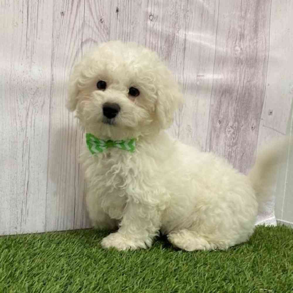 Male Teddy Bear (Zuchon) 2nd Gen Puppy for Sale in Braintree, MA