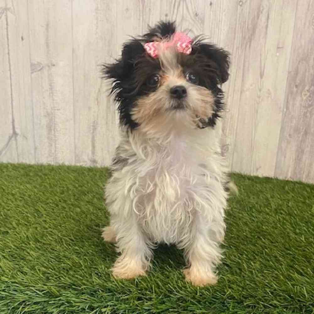 Female Yorkie-Poo Puppy for sale