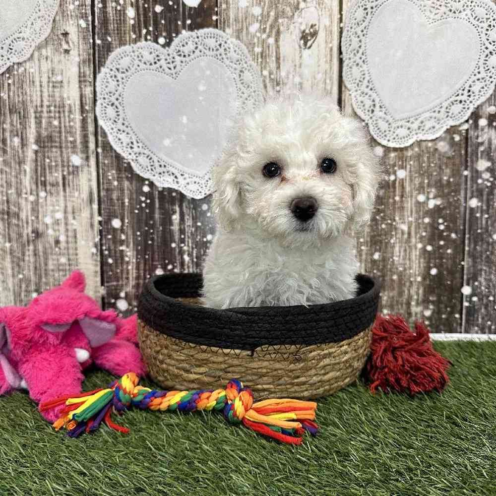 Female Bichon Frise Puppy for Sale in Saugus, MA