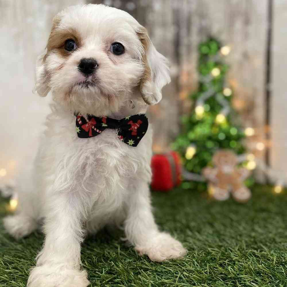 Male Cavachon 2nd Gen Puppy for Sale in Braintree, MA