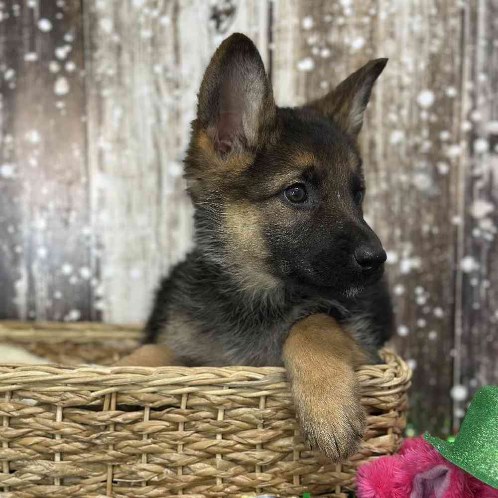 Female German Shepherd Dog Puppy for Sale in Saugus, MA