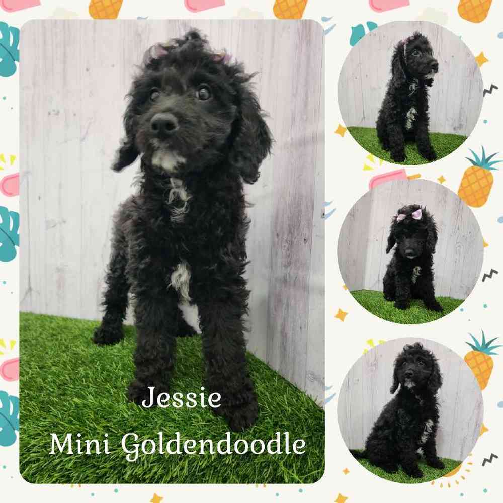 Female Mini Goldendoodle 2nd Gen Puppy for Sale in Braintree, MA