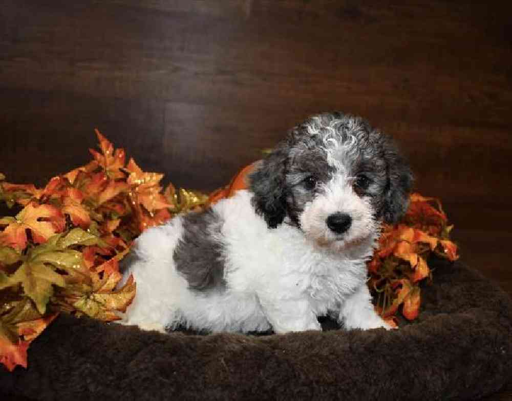 Male Cavachon Puppy for Sale in Saugus, MA