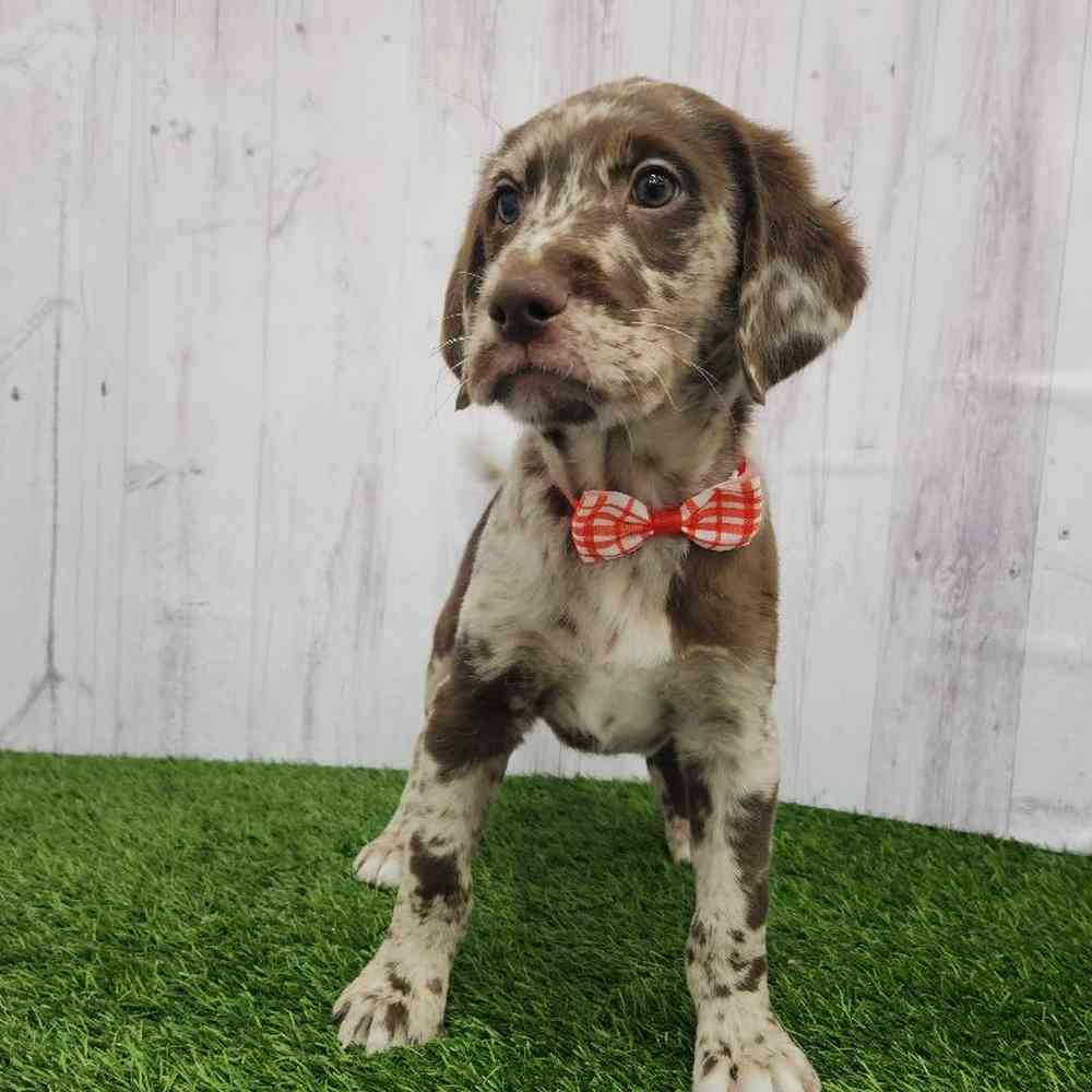 Male Labradoodle Puppy for Sale in Braintree, MA