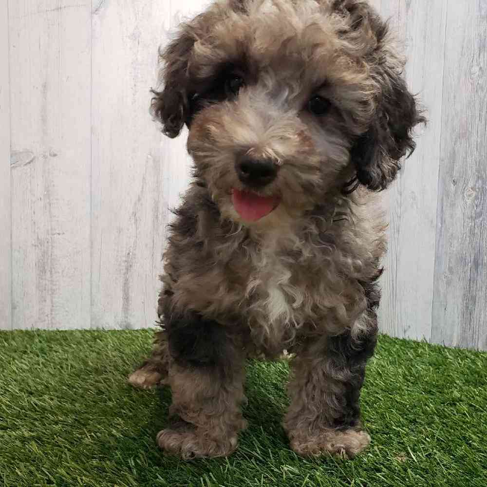Female Poodle Mix Puppy for sale