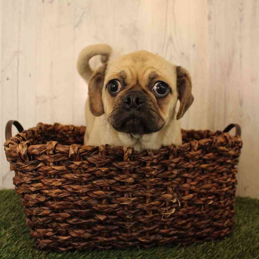 Female Pug Puppy for Sale in Saugus, MA
