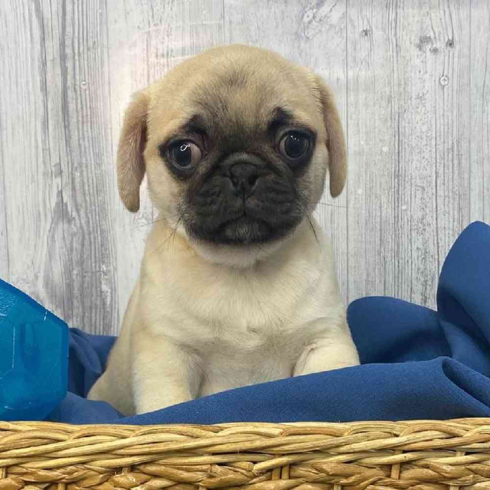 Male Pug Puppy for Sale in Saugus, MA