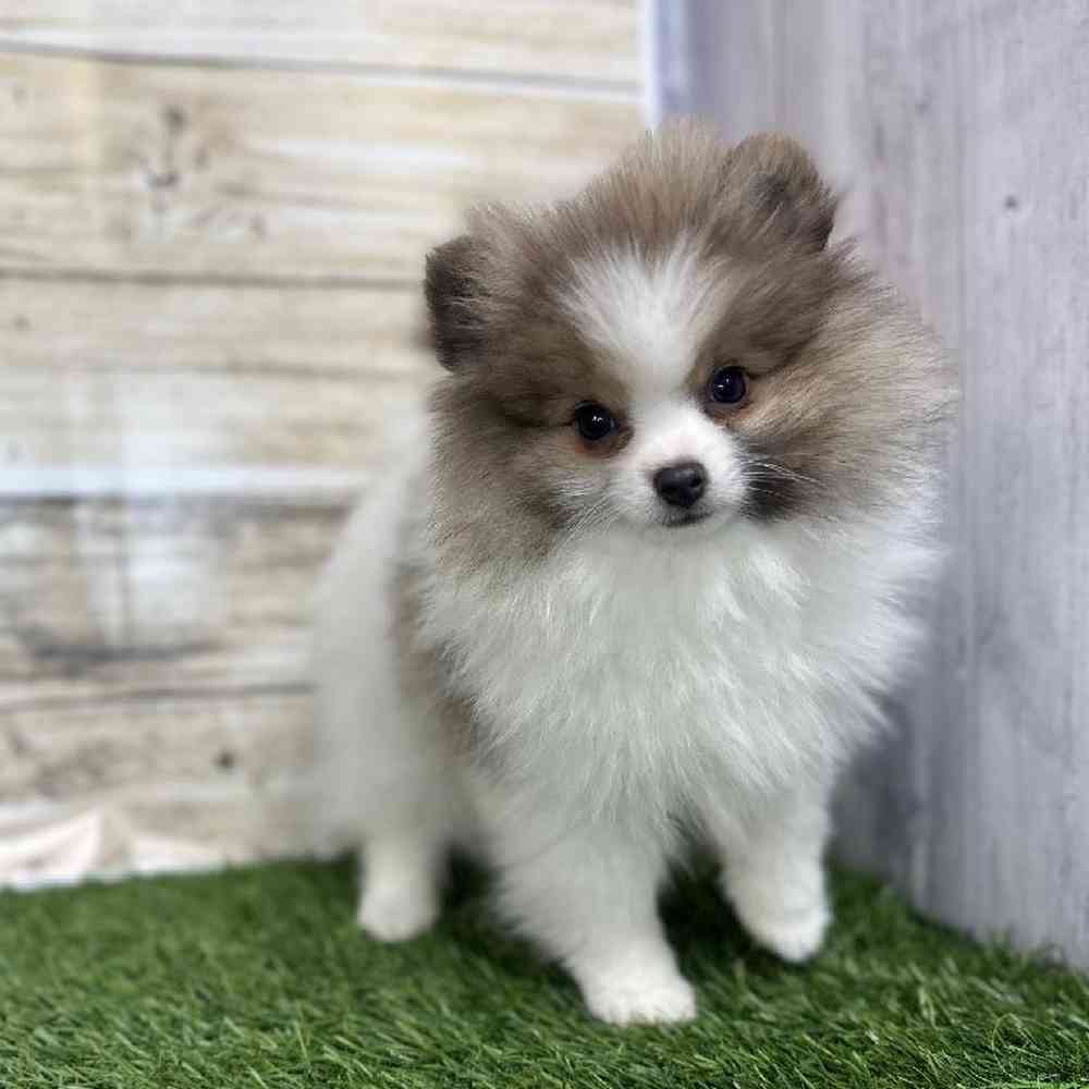 Male Pomeranian Puppy for Sale in Saugus, MA